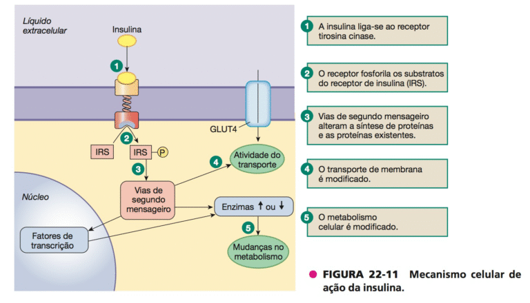 mecanismo2bde25c325c32bdainsulina