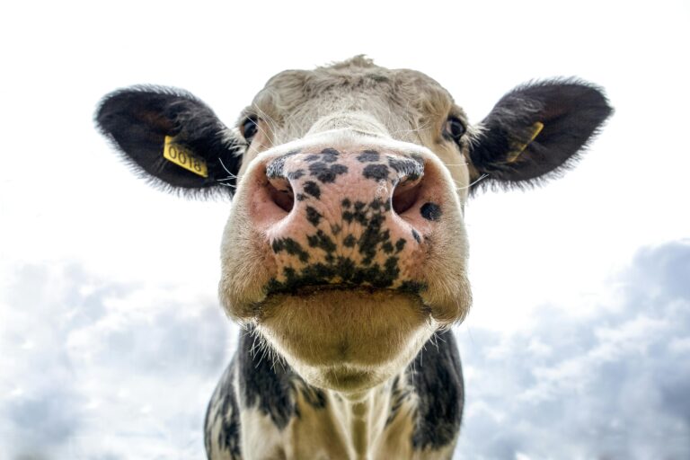 Front view of a cow's face on a farm, showcasing its curious expression.